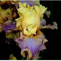 Iris veľkokvetý Dream Till Dawn