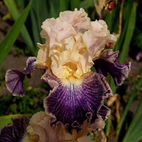 Iris veľkokvetý Flights Of Fancy