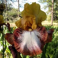 Iris veľkokvetý Living Legacy