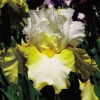 Iris veľkokvetý Morning Sunrise