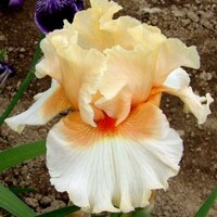 Iris veľkokvetý Santa