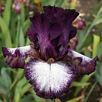 Iris veľkokvetý Cassandra