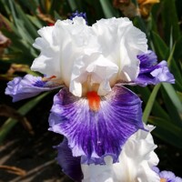 Iris veľkokvetý Dusky Dream