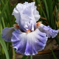 Iris veľkokvetý Meditace