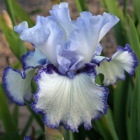 Iris veľkokvetý Ice Blue Web