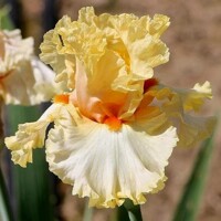 Iris veľkokvetý Mimosa