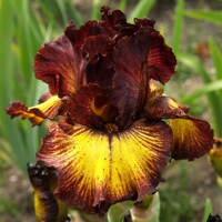 Iris veľkokvetý Desert Sunset