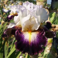 Iris veľkokvetý Paradise Valley