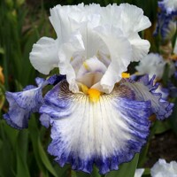 Iris veľkokvetý Pearl In Paradise