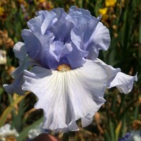 Iris veľkokvetý Blue Tit