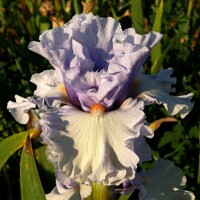 Iris veľkokvetý Acacia Lavender