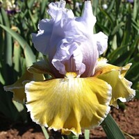 Iris veľkokvetý Saphire Jaune