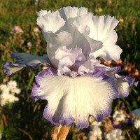 Iris veľkokvetý Two Blue Tones