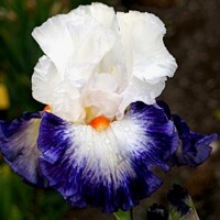 Iris veľkokvetý Magical Deep