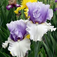 Iris veľkokvetý Alpenview