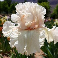 Iris veľkokvetý Treasured