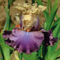 Iris veľkokvetý Opatorio