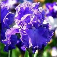 Iris veľkokvetý Cape Perpetua