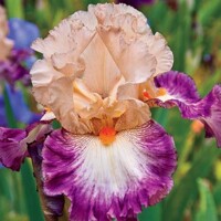 Iris veľkokvetý Come Away With Me