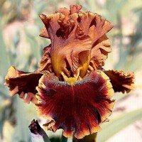 Iris veľkokvetý Copatonic
