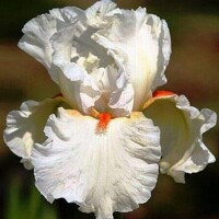 Iris veľkokvetý Light Years Away