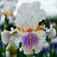 Iris veľkokvetý Kissable You