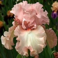 Iris veľkokvetý For Lovers Only