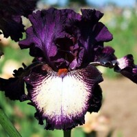 Iris veľkokvetý Deep Currents