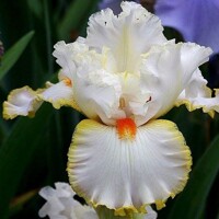 Iris veľkokvetý Lindas Child