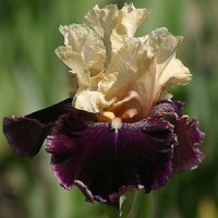 Iris veľkokvetý Love To Flirt