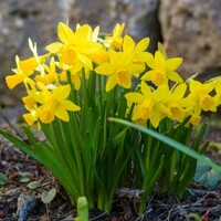 Narcis Golden Carpet - 5 ks v balení