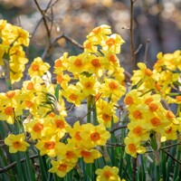 Narcis Martinette - 5 ks v balení