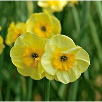 Narcis Sun Disc - 5 ks v balení