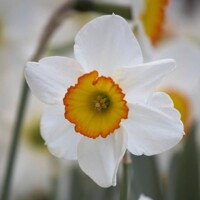 Narcis Flower Record - 3 ks v balení