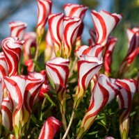 Oxalis Versicolor - 2 ks v balení