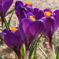 Krokus veľkokvetý Victor Hugo - 5 ks v balení