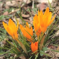 Krokus veľkokvetý Flavus - 5 ks v balení