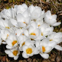Krokus Ivory Princess - 10 ks v balení