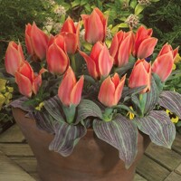 Tulipany Calypso - 3 ks v balení
