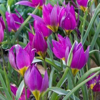 Tulipany Eastern Star - 5 ks v balení