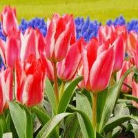 Tulipany Czaar Peter - 3 ks v balení