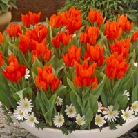 Tulipany Praestans Fusilier - 5 ks v balení