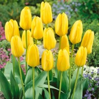 Tulipany Candela - 5 ks v balení
