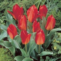 Tulipany Princeps - 3 ks v balení