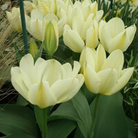 Tulipany Purissima - 3 ks v balení