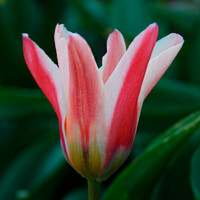 Tulipany Zombie - 2 ks v balení
