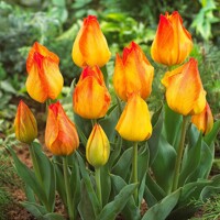 Tulipany Easter Surprise - 3 ks v balení