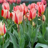 Tulipany Mary Ann - 3 ks v balení