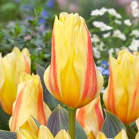 Tulipany Miskoded - 3 ks v balení