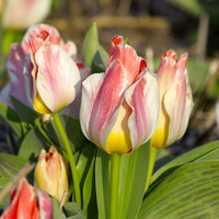 Tulipany Selim - 3 ks v balení